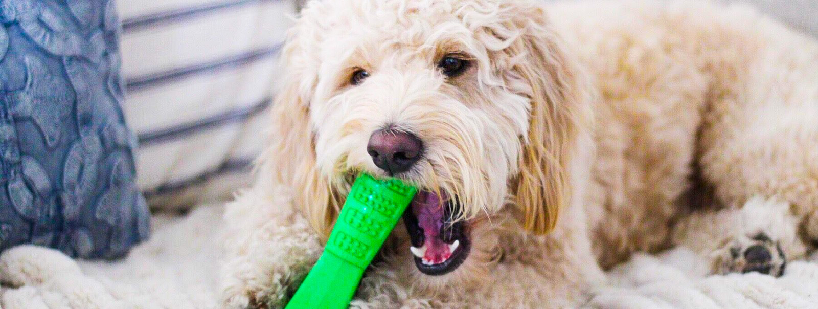 Bristly - інноваційна зубна щітка для собак
